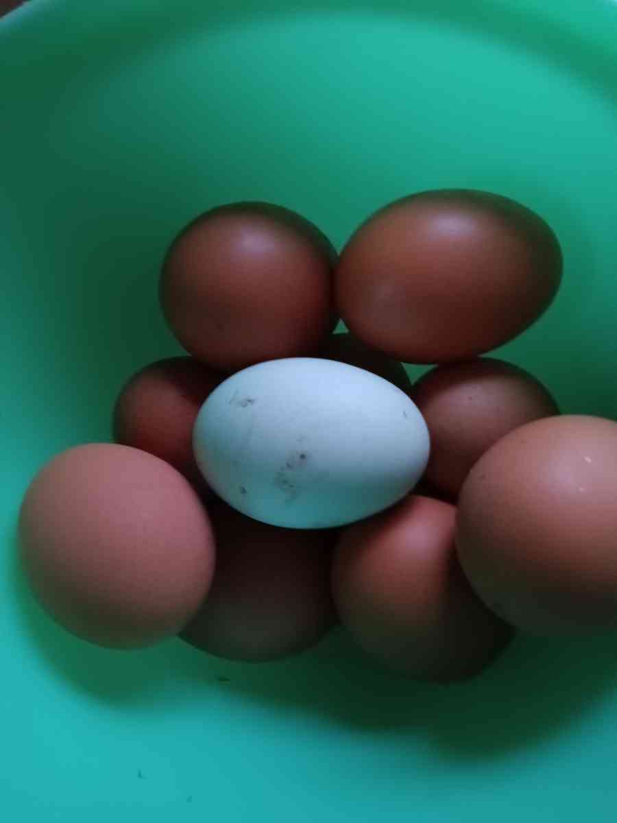 fresh eggs - Berryville, Virginia - FleaMarketBay