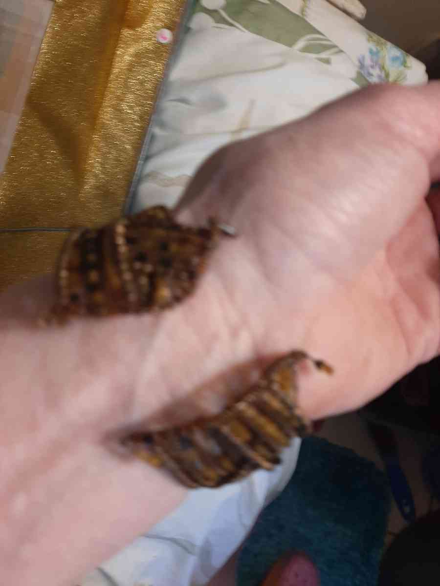 Brown Bead Bracelet - Dover, Arkansas - FleaMarketBay