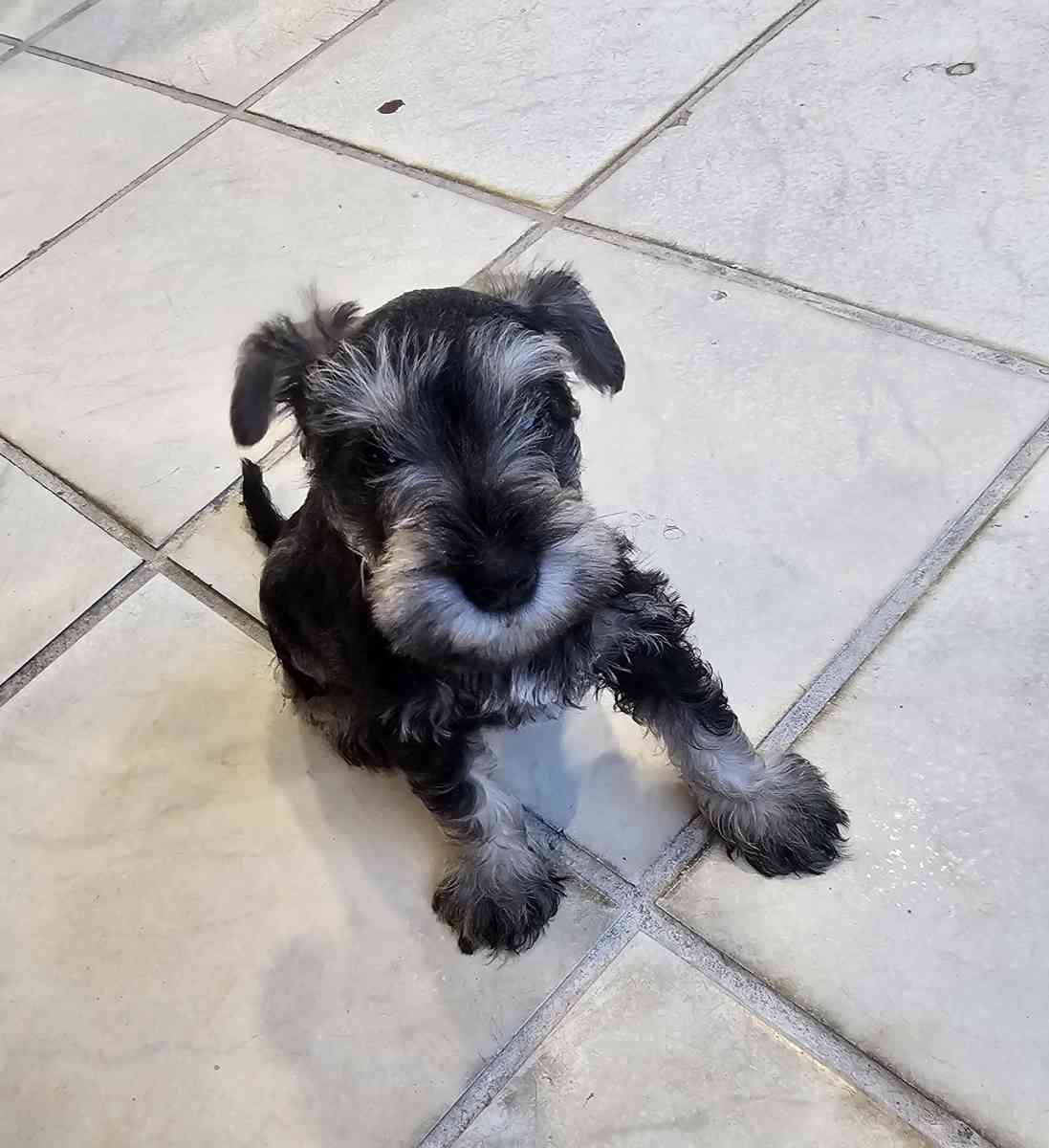 mini schnauzers - Miami, Florida