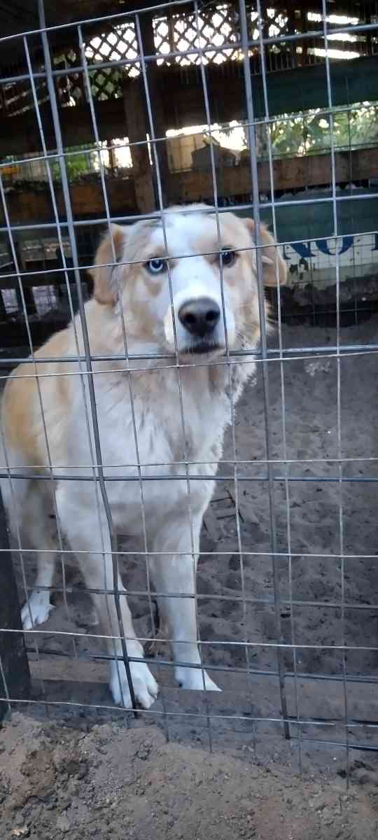 Perros Dciles - Naples, Florida