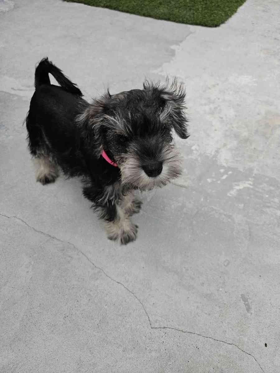 mini schnauzer - Miami, Florida - FleaMarketBay