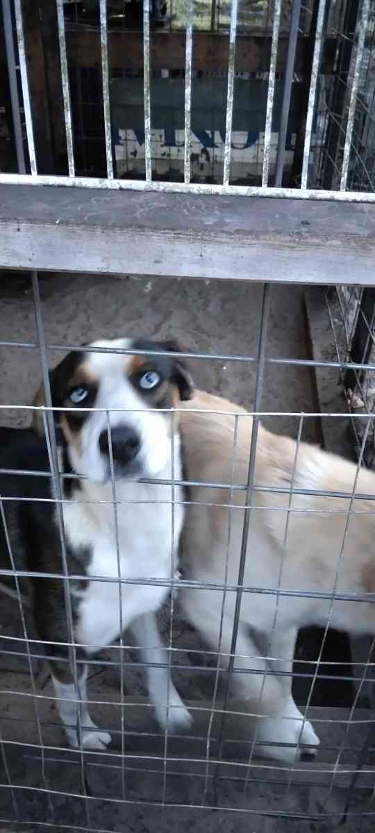 Perros Dciles - Naples, Florida - FleaMarketBay