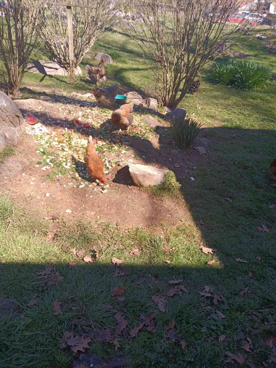 fresh eggs - Berryville, Virginia - FleaMarketBay