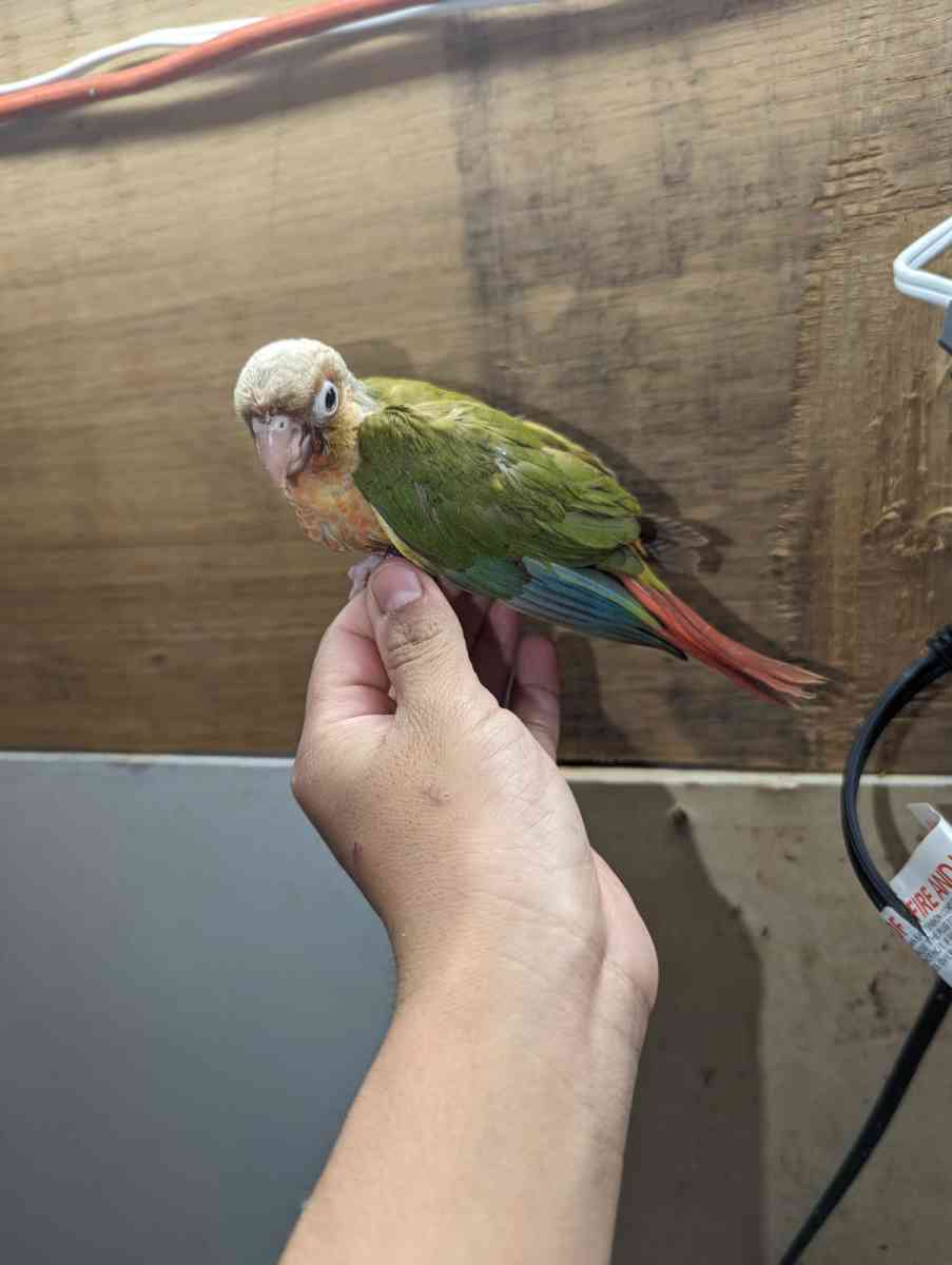 birds and cage - Astoria, New York - FleaMarketBay