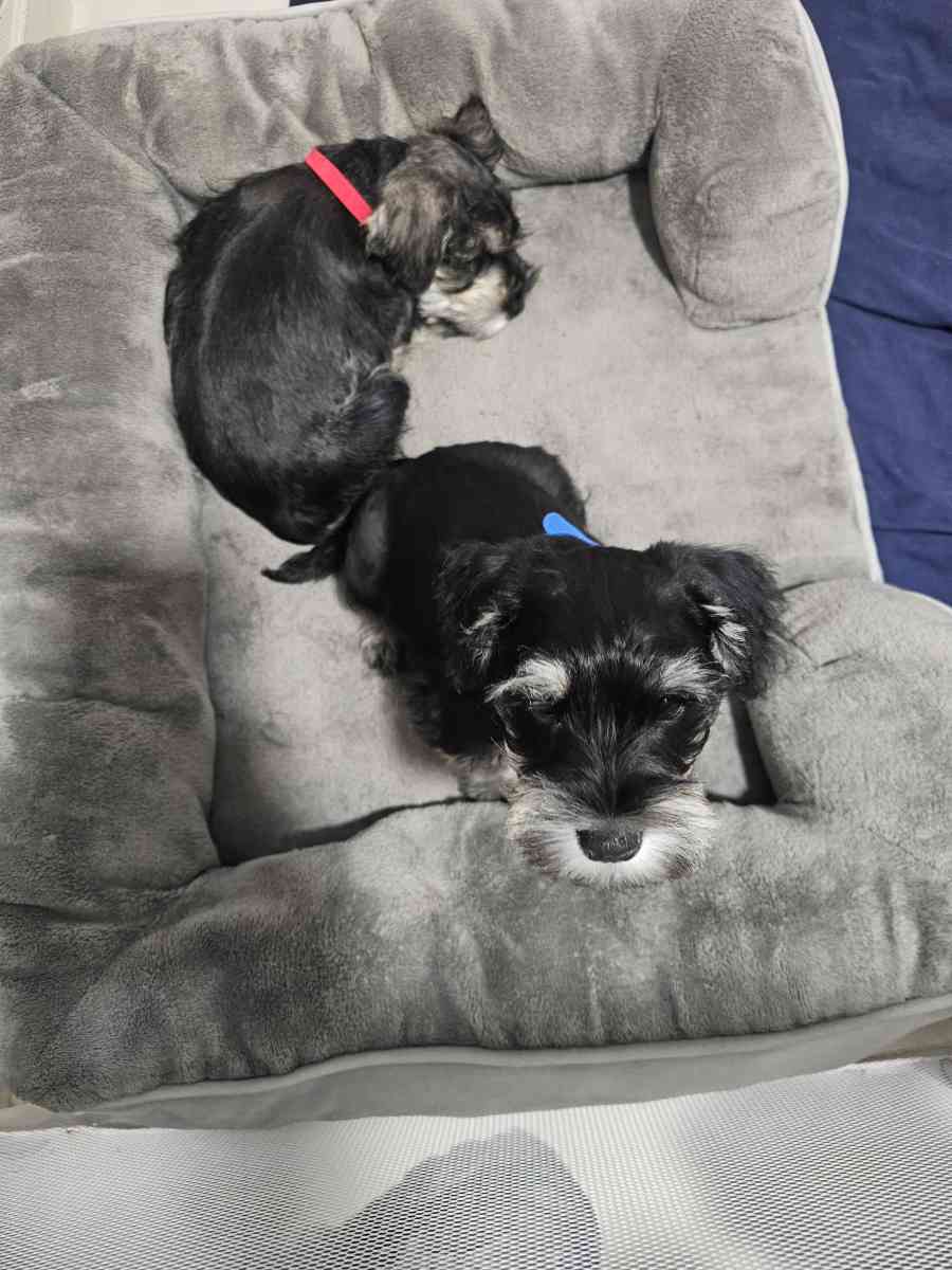 mini schnauzer - Miami, Florida - FleaMarketBay