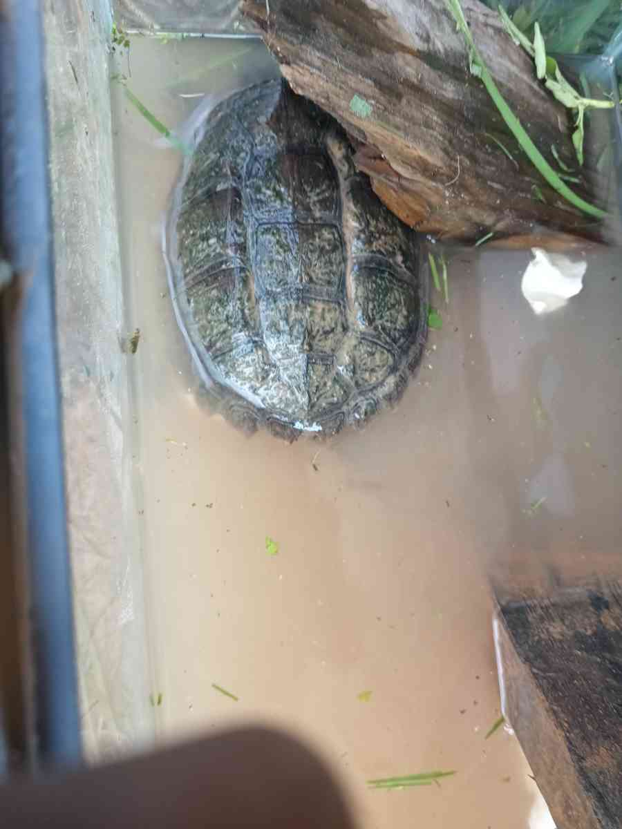 snapping turtle - Houston, Texas - FleaMarketBay
