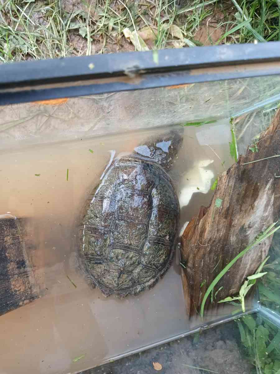 snapping turtle