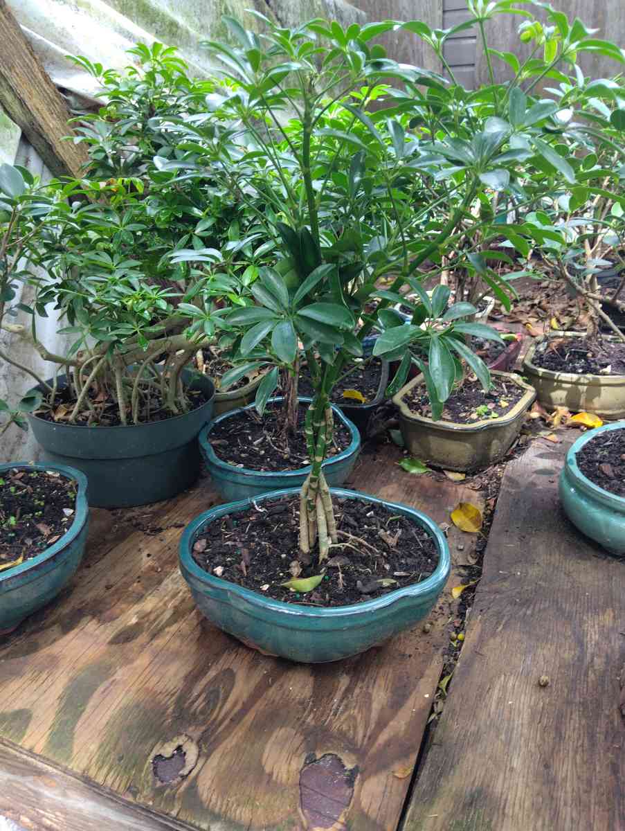 bonsias - Homestead, Florida - FleaMarketBay