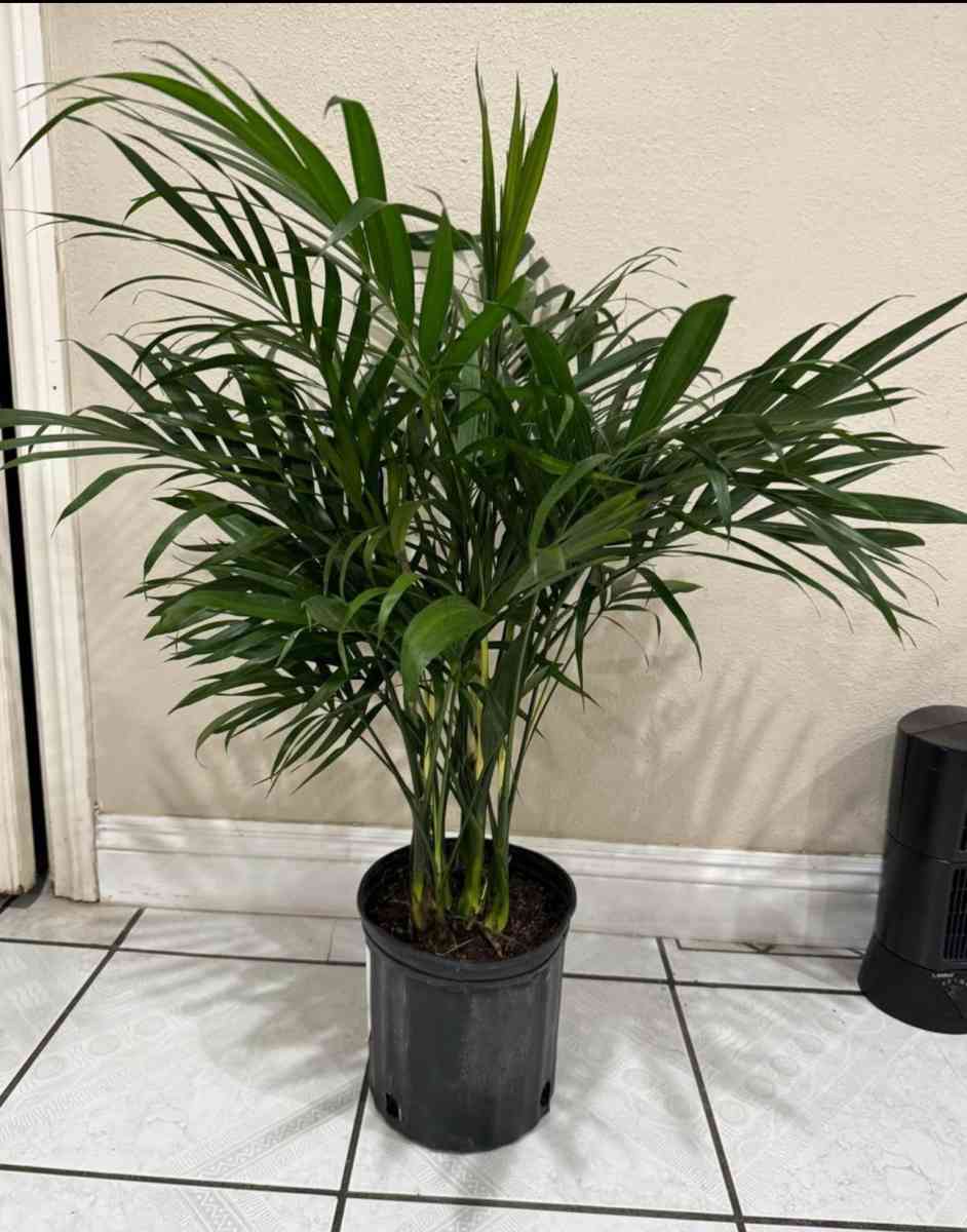 cat palm - Garden Grove, California