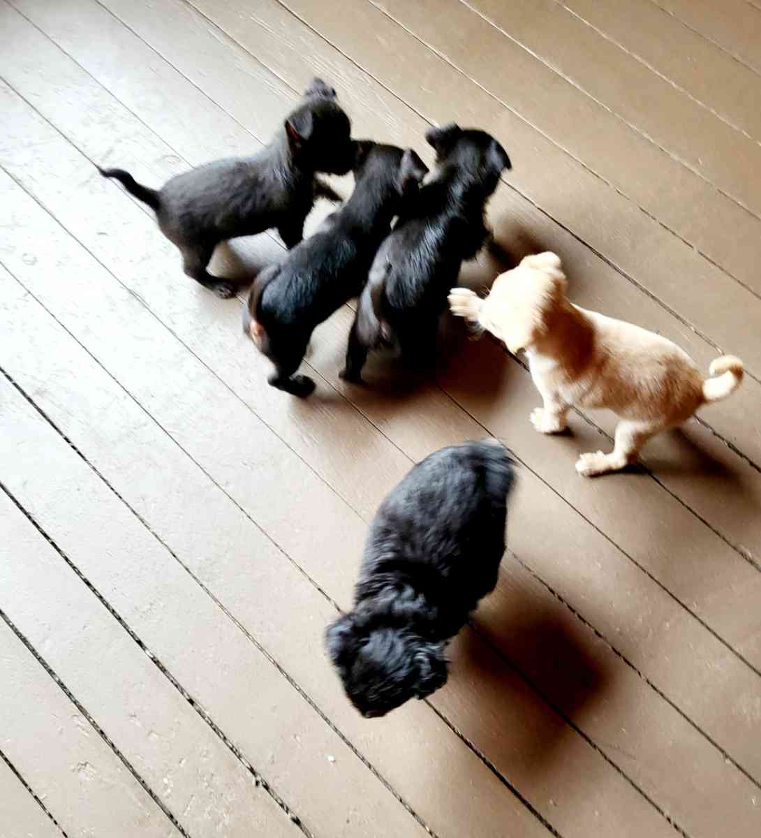 chihuahua - Detroit, Michigan