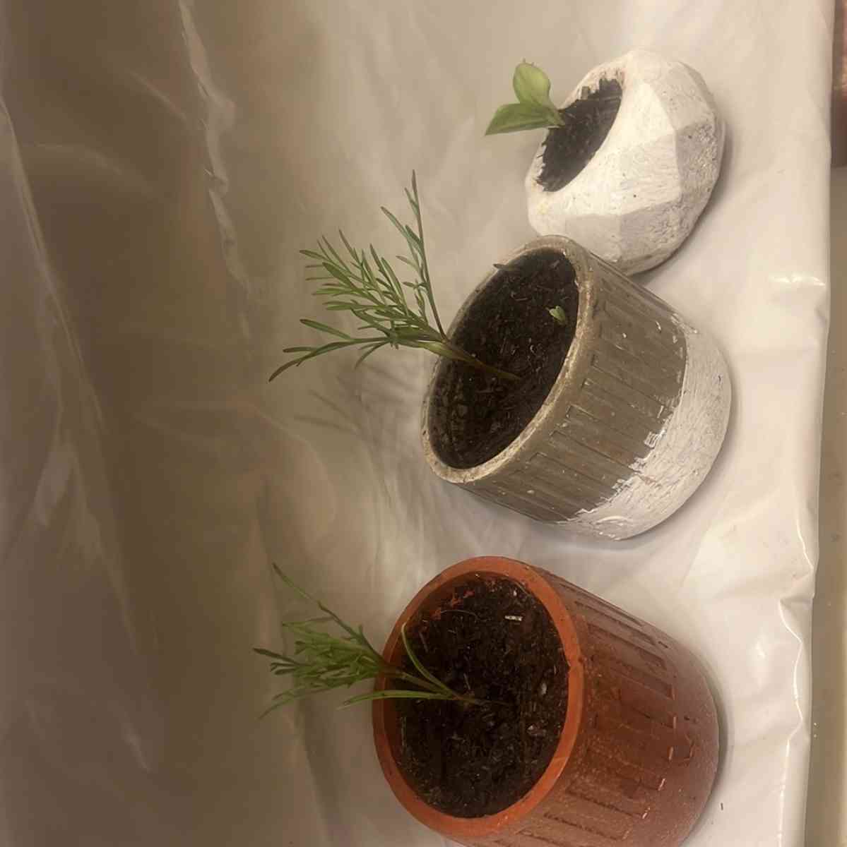 12 10 8 pots with a plant - Perris, California - FleaMarketBay