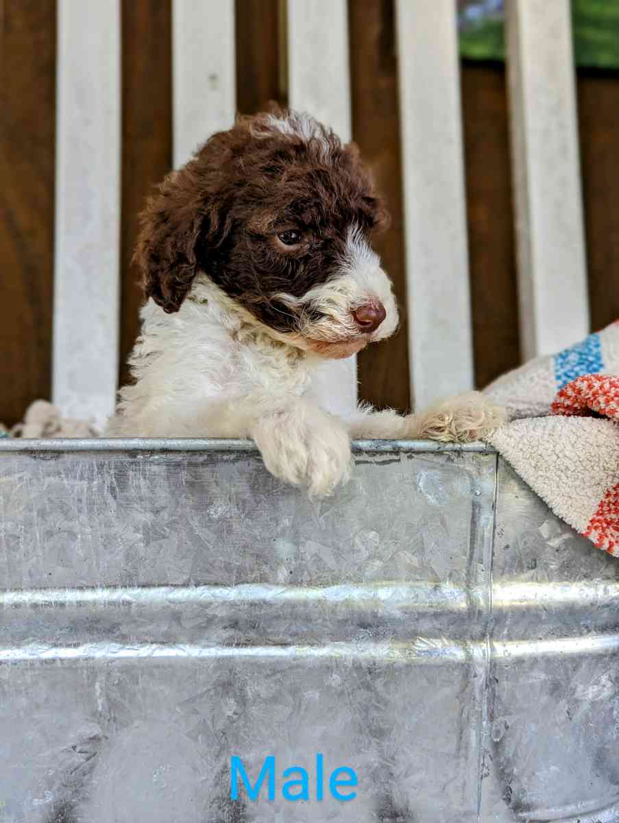 Labradoodle Puppies - Gate City, Virginia - FleaMarketBay