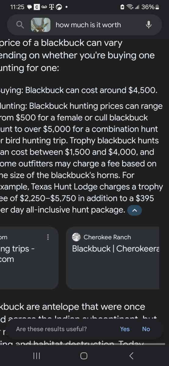 Wildlife Trophy Shoulder mount of BlackBuck - Hammond, Louisiana - FleaMarketBay