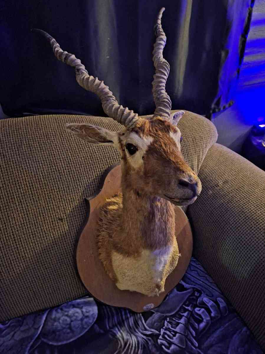 Wildlife Trophy Shoulder mount of BlackBuck - Hammond, Louisiana - FleaMarketBay