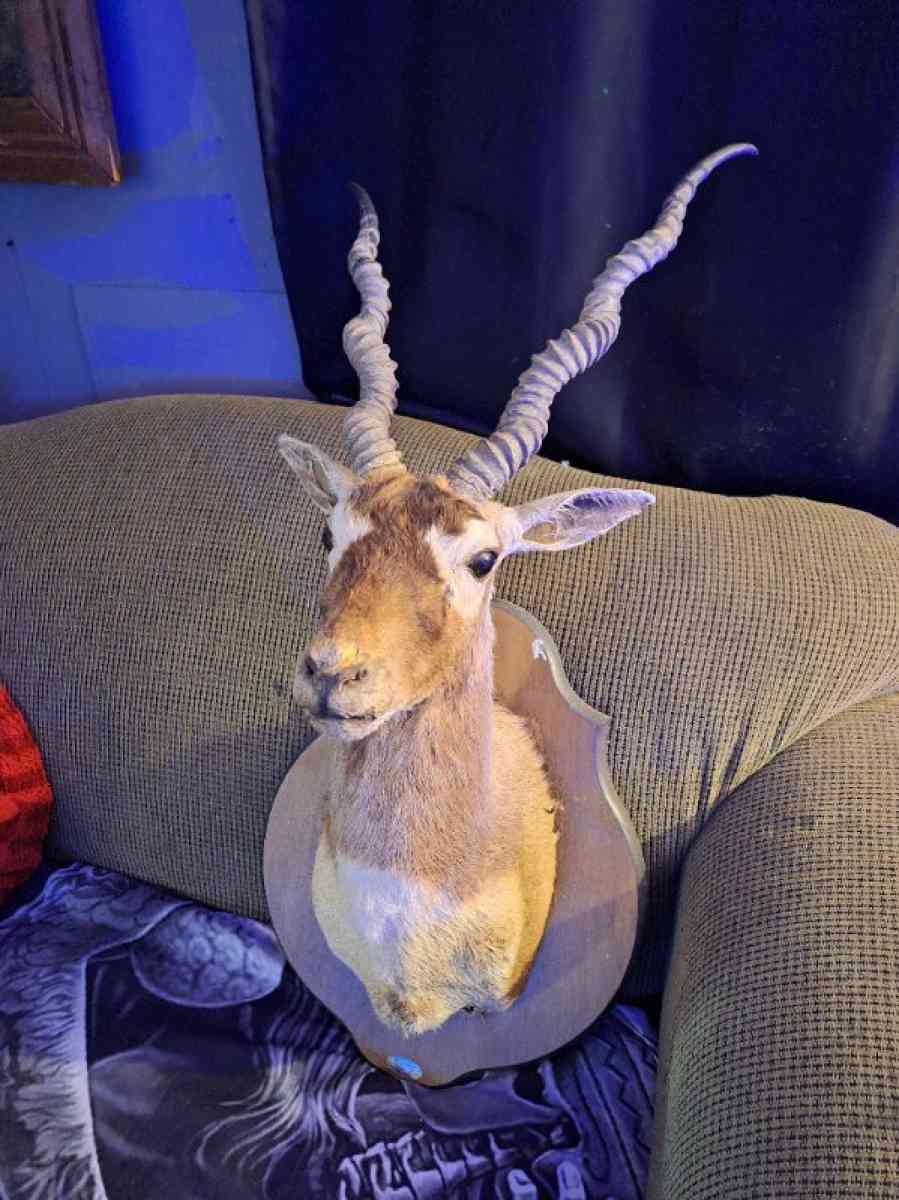 Wildlife Trophy Shoulder mount of BlackBuck - Hammond, Louisiana - FleaMarketBay