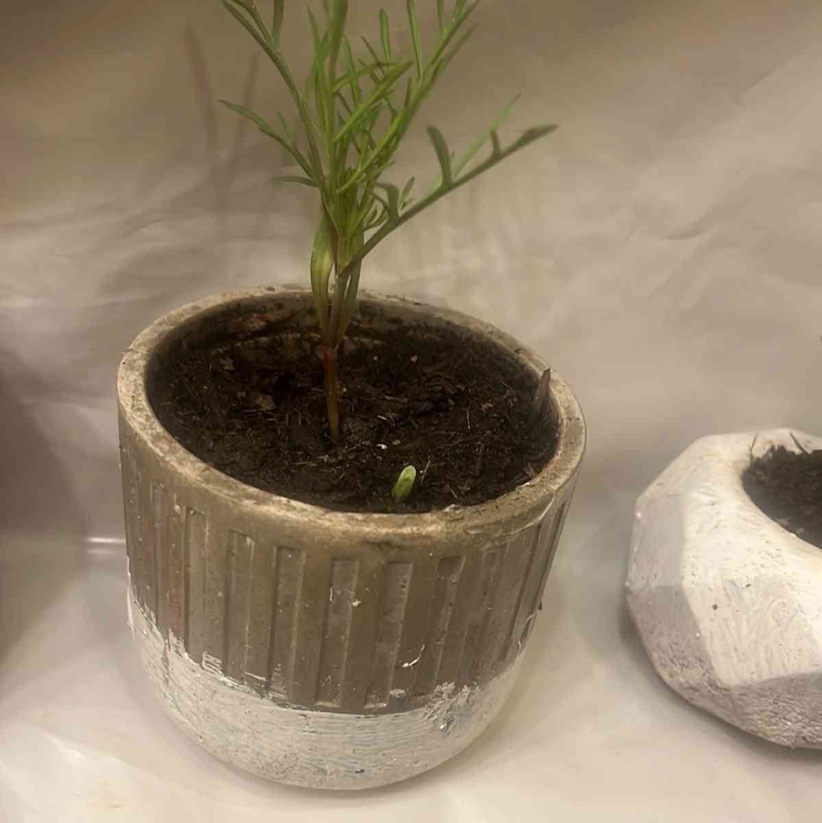 12 10 8  pots with plant - Perris, California - FleaMarketBay