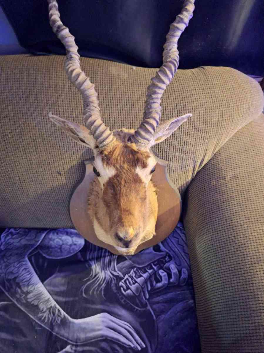 Wildlife Trophy Shoulder mount of BlackBuck - Hammond, Louisiana - FleaMarketBay