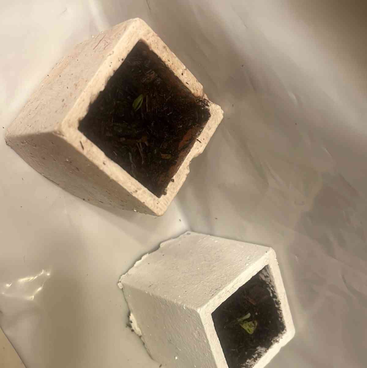 12 10 8  pots with plant - Perris, California - FleaMarketBay