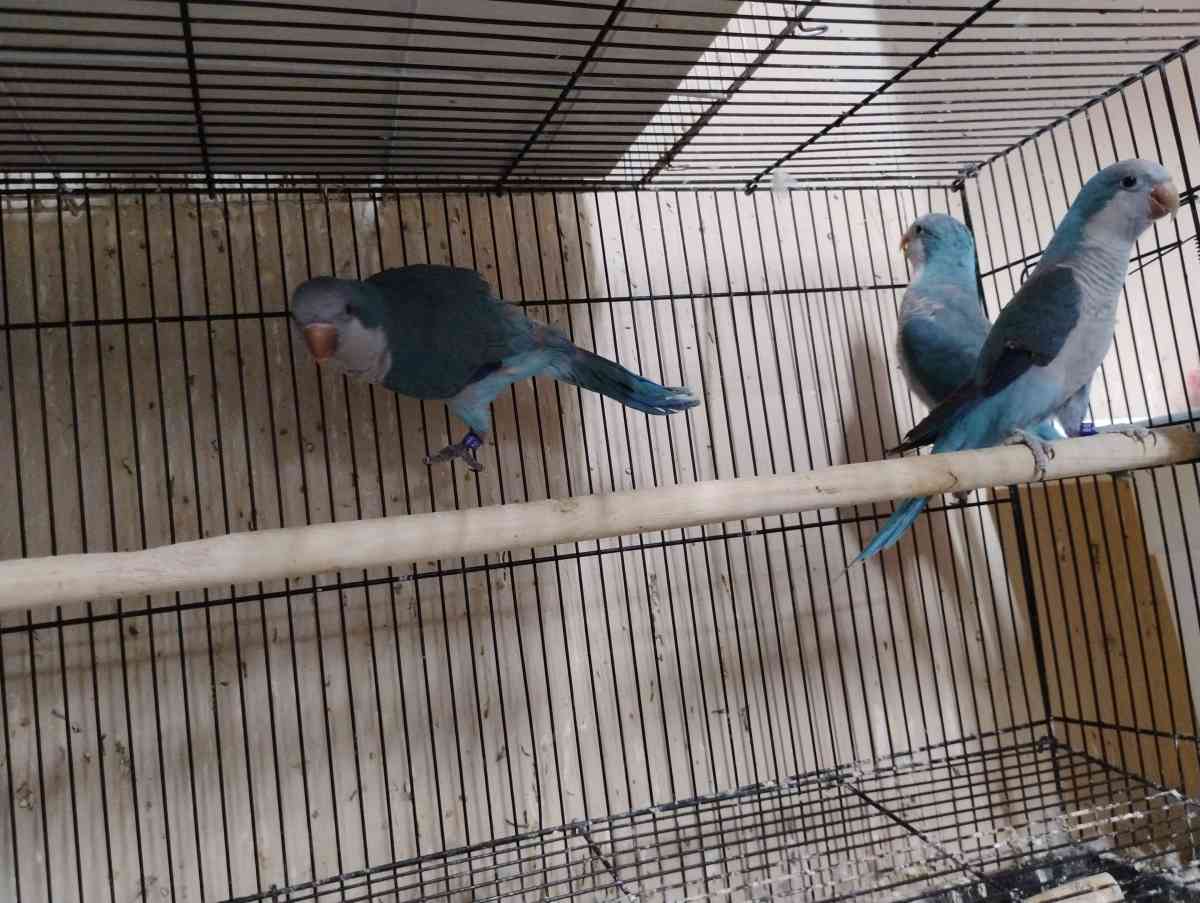 South Texas Aviary - Hidalgo, Texas - FleaMarketBay