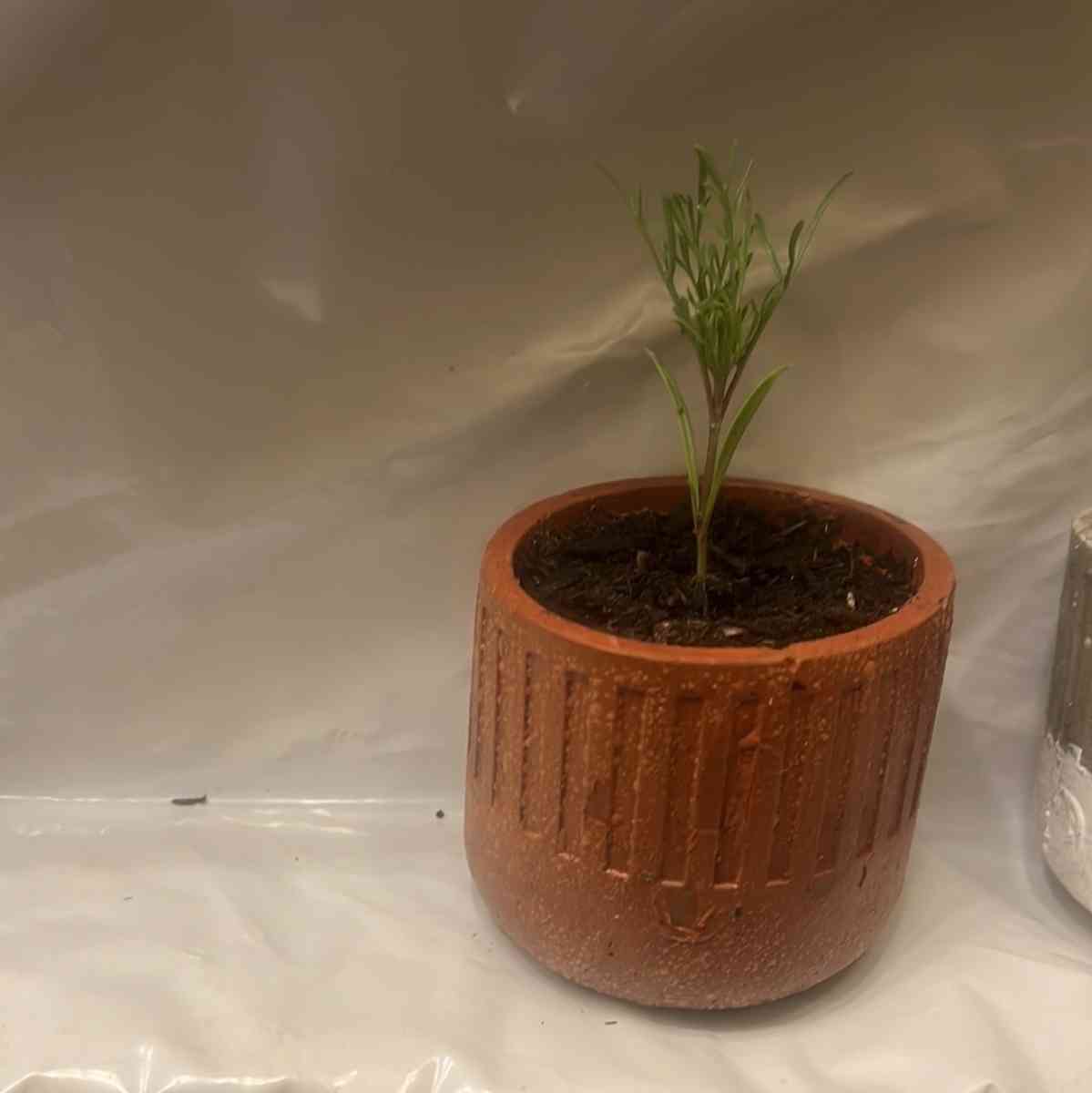 12 10 8  pots with plant - Perris, California - FleaMarketBay