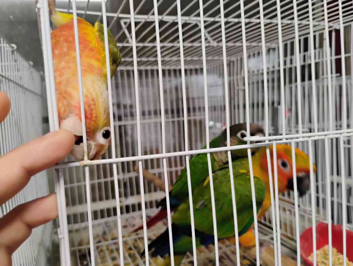 South Texas Aviary - Hidalgo, Texas - FleaMarketBay