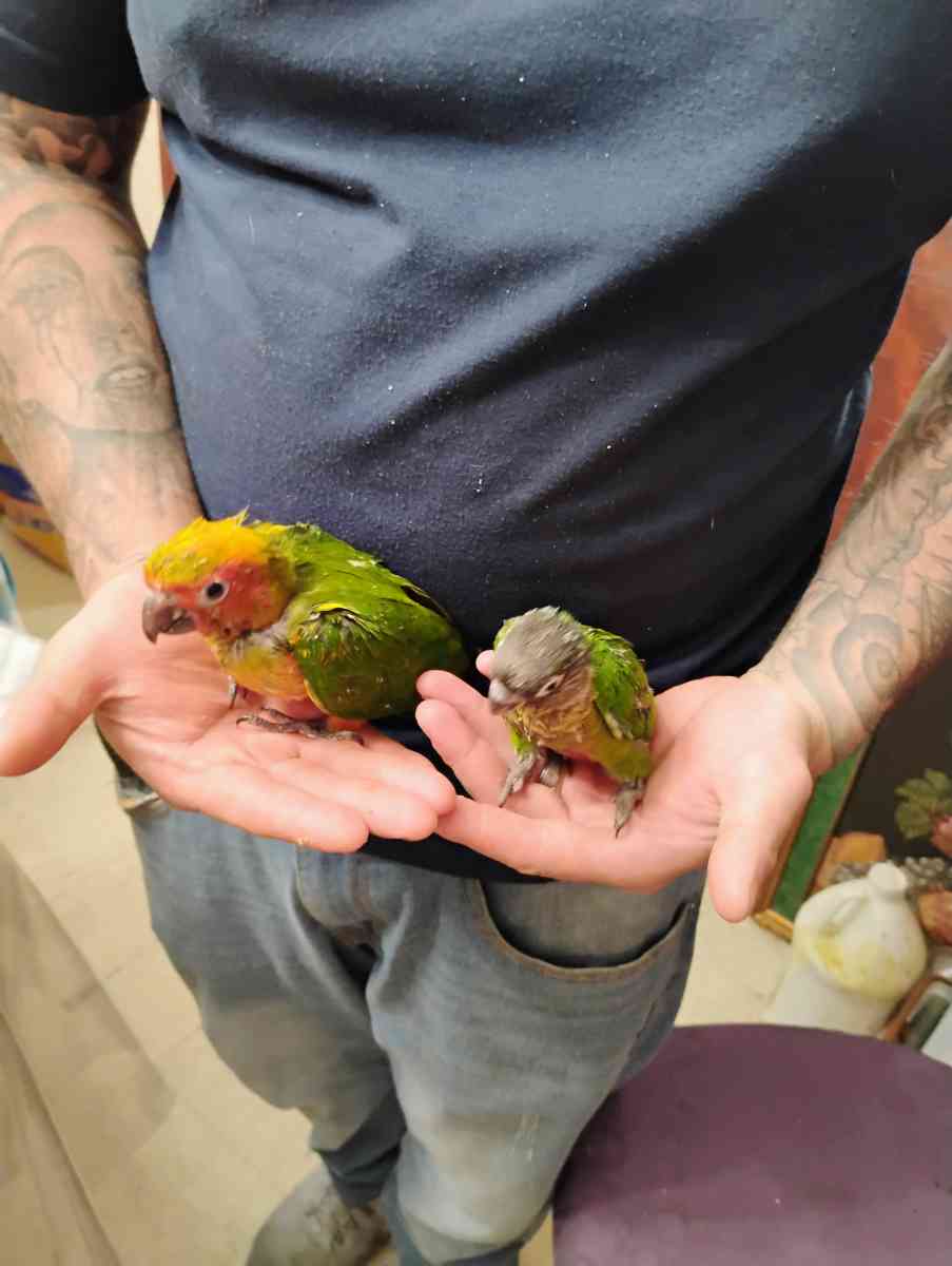 South Texas Aviary - Hidalgo, Texas