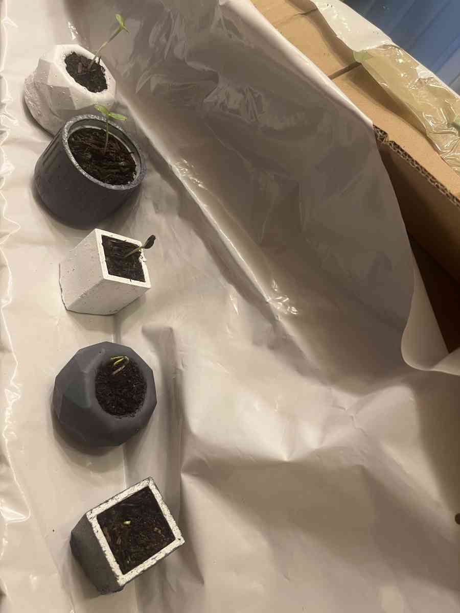 12 10 8 pots with a plant - Perris, California