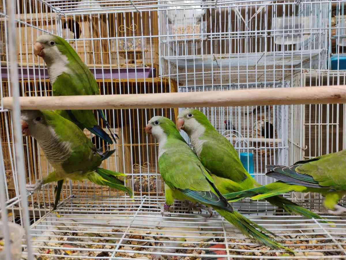 South Texas Aviary - Hidalgo, Texas - FleaMarketBay