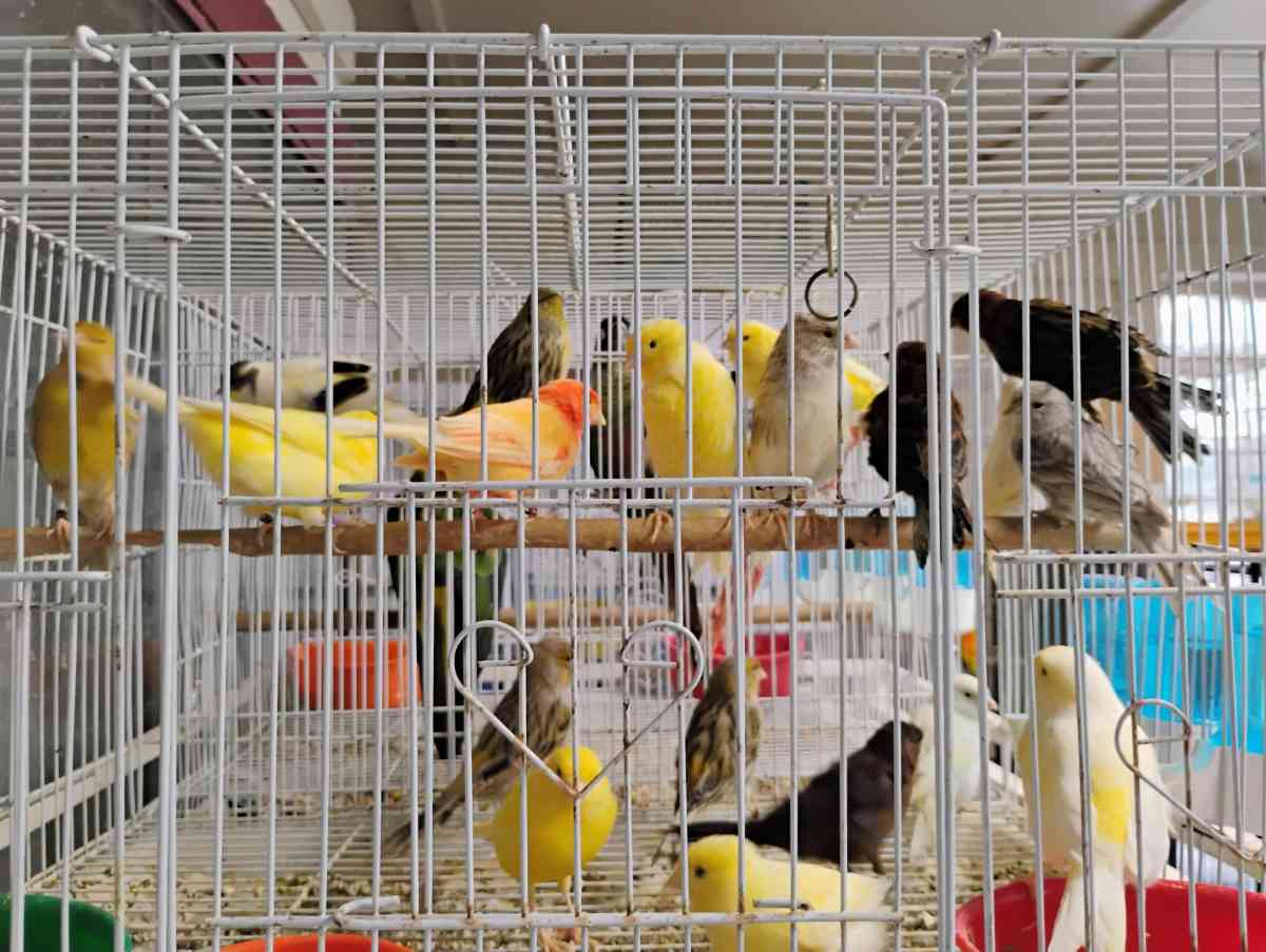 South Texas Aviary - Hidalgo, Texas - FleaMarketBay