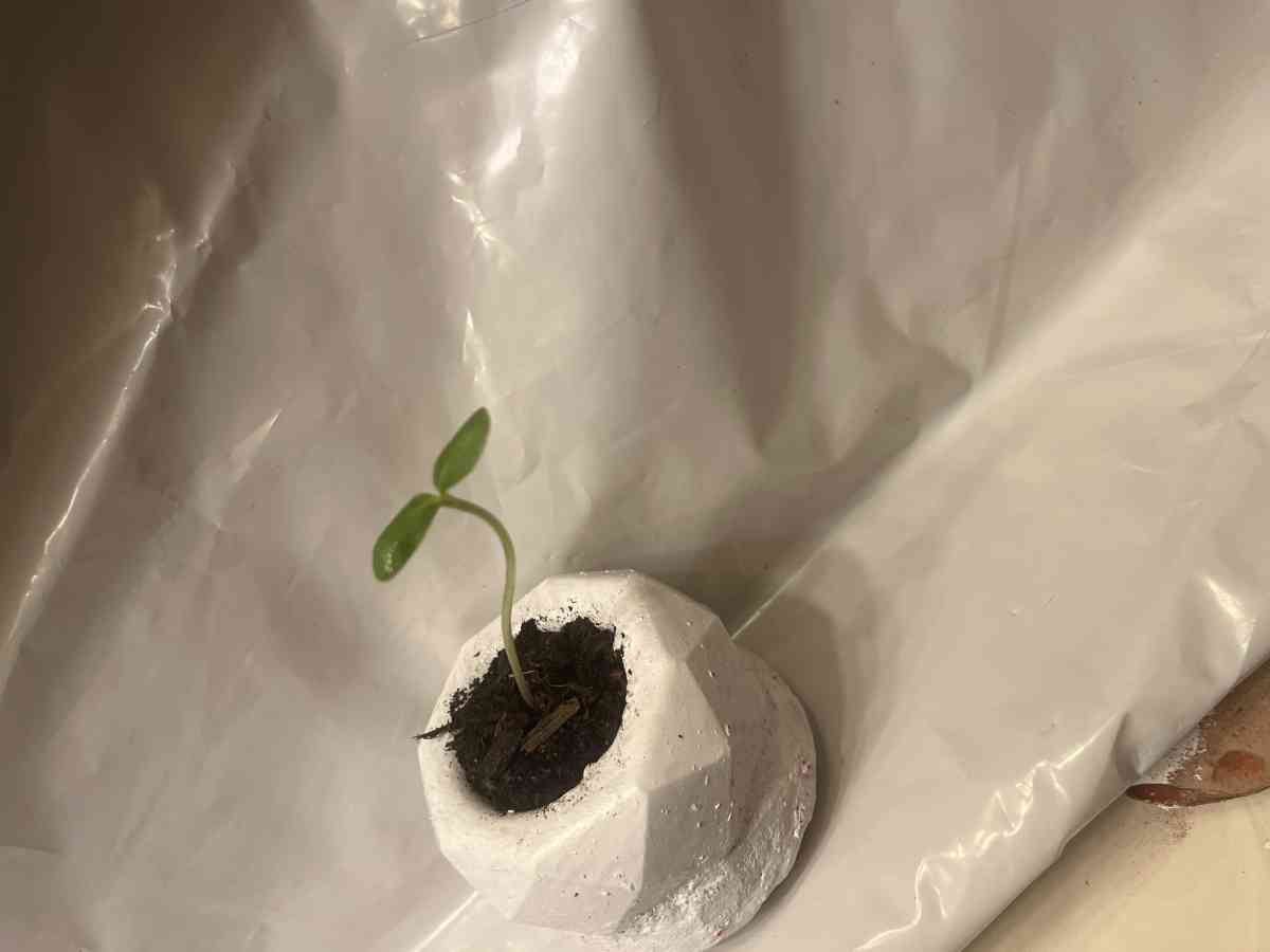 12 10 8 pots with a plant - Perris, California - FleaMarketBay