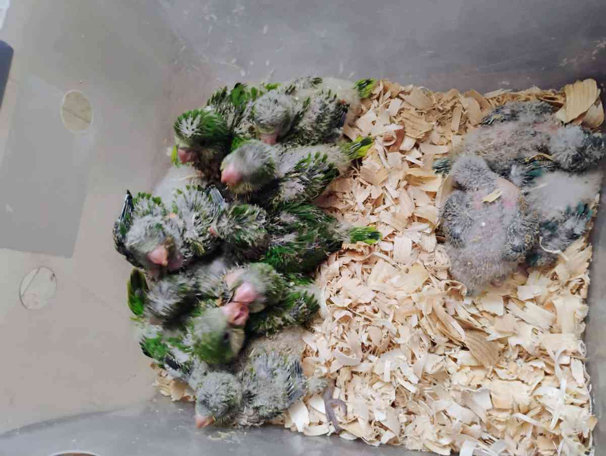 South Texas Aviary - Hidalgo, Texas - FleaMarketBay