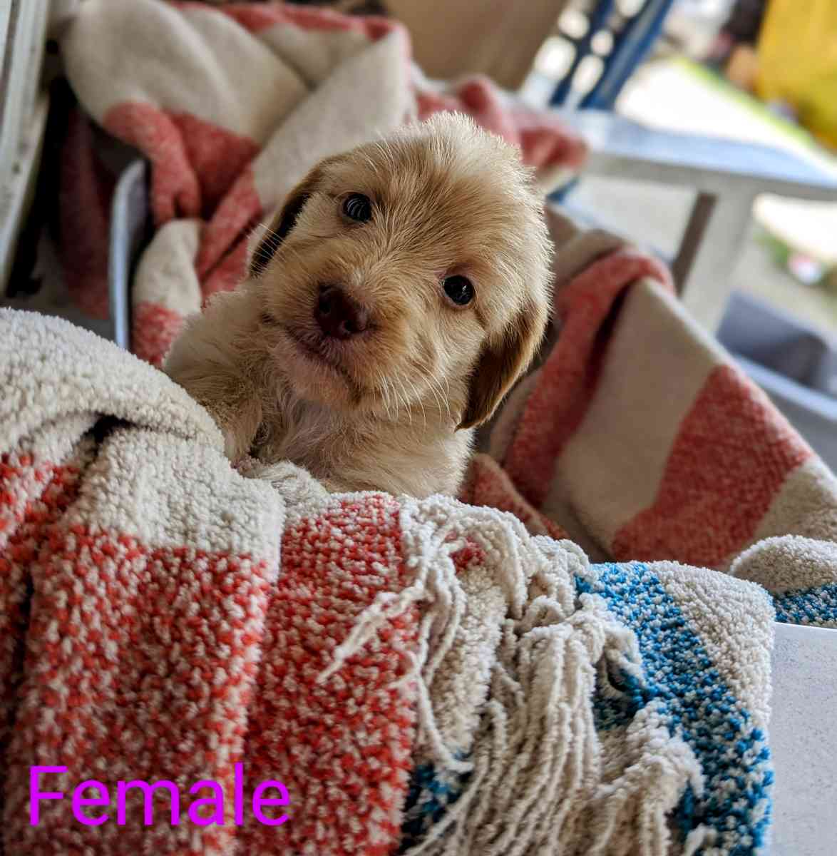 Labradoodle Puppies - Gate City, Virginia - FleaMarketBay