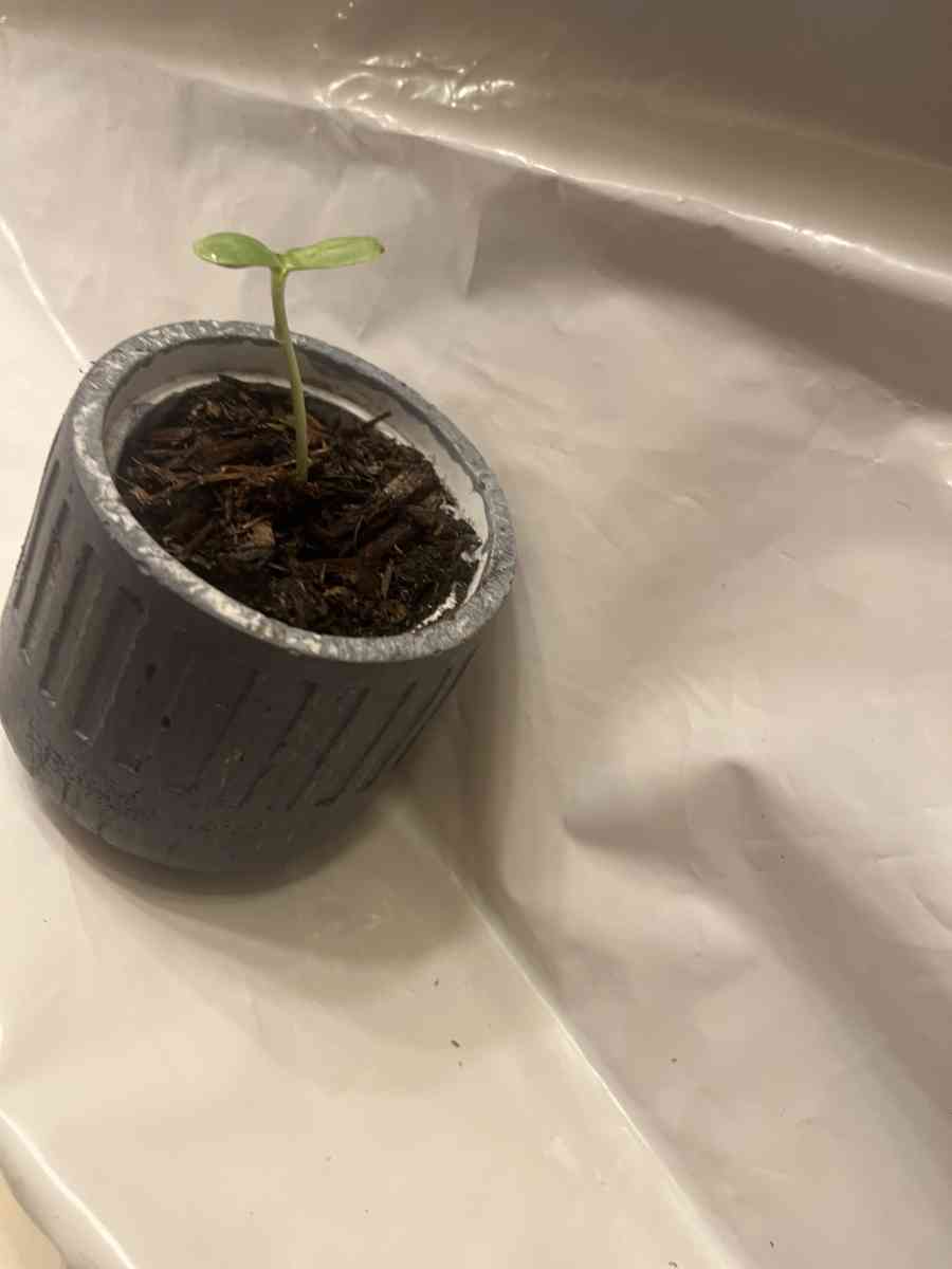 12 10 8 pots with a plant - Perris, California - FleaMarketBay