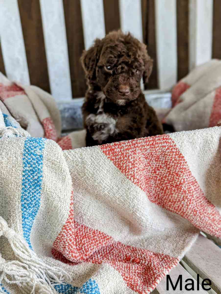 Labradoodle Puppies - Gate City, Virginia - FleaMarketBay