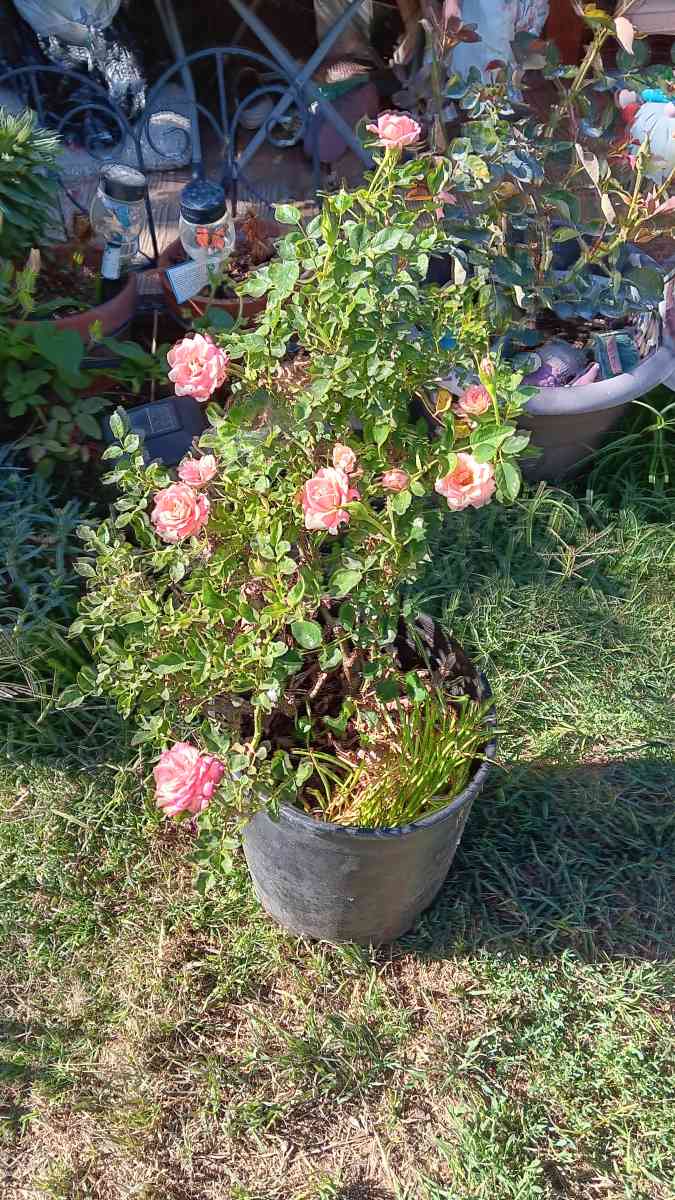 rose bush - Norco, California