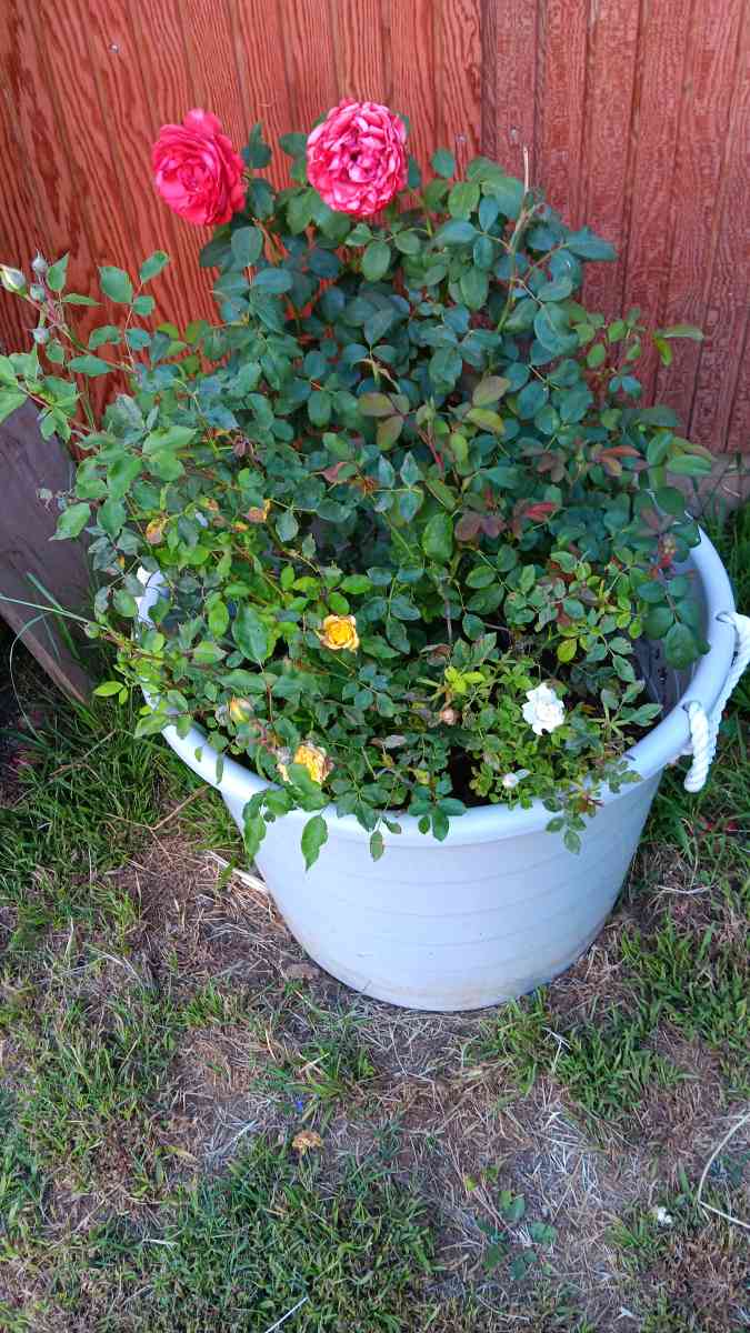 red rose bush - Norco, California