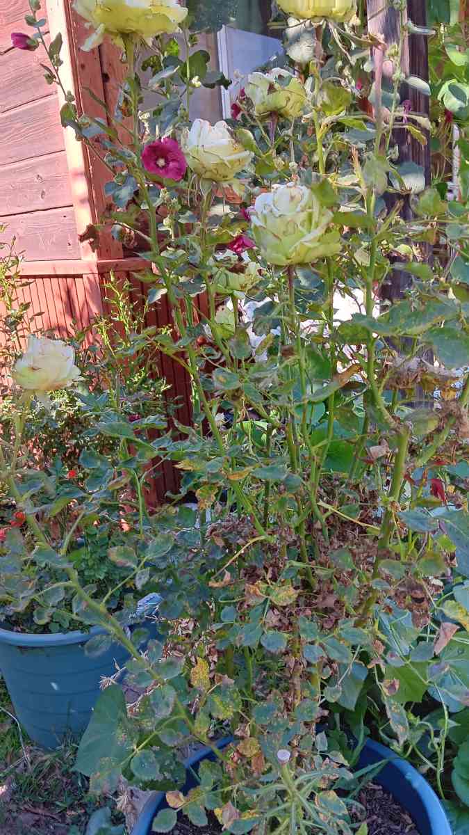 rose bushc - Norco, California