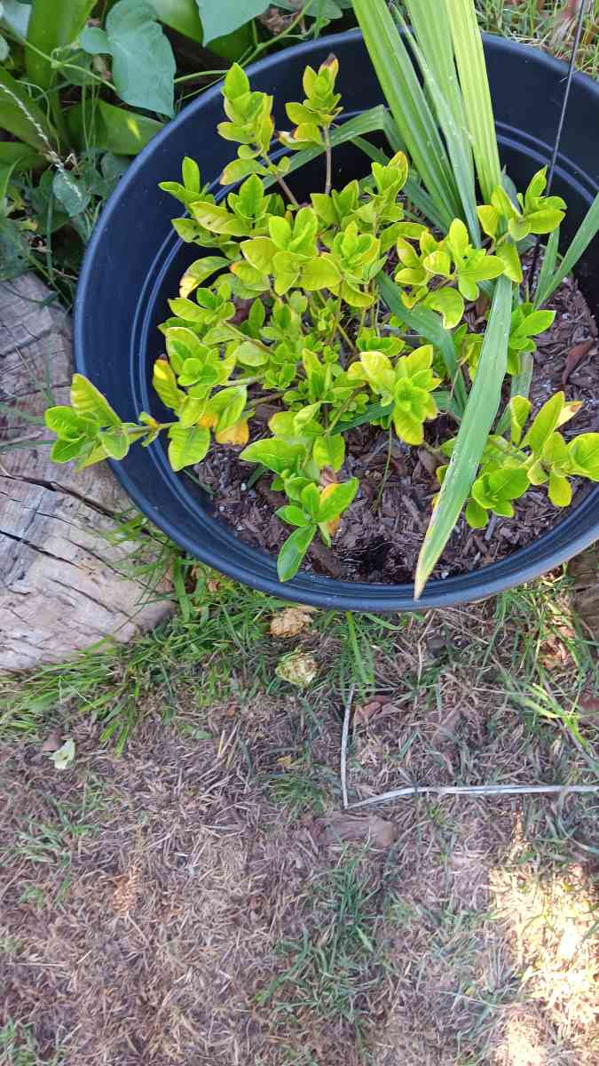 Gardena plant - Norco, California