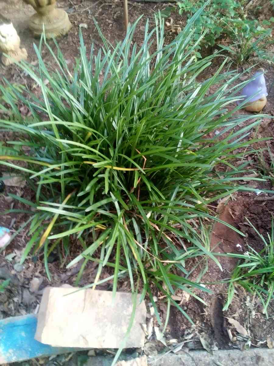 Virginia Climbing rose bushes irises and monkey grass - Greer, South Carolina - FleaMarketBay