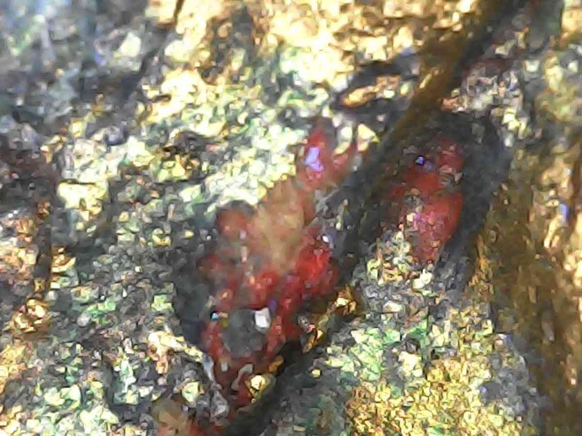 original art work by Daniel ELIAS OLMOS - Anaheim, California - FleaMarketBay