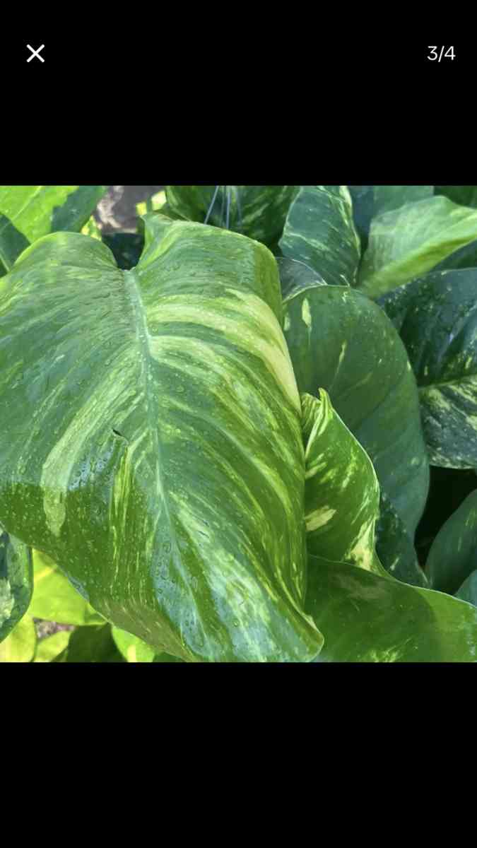 Beautiful House Plants and Succulent - Los Angeles, California