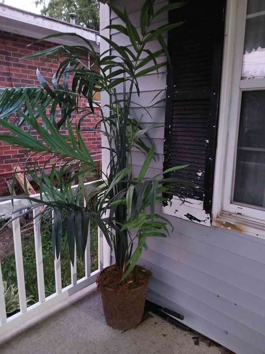 artificial tree - Hamilton, Ohio - FleaMarketBay