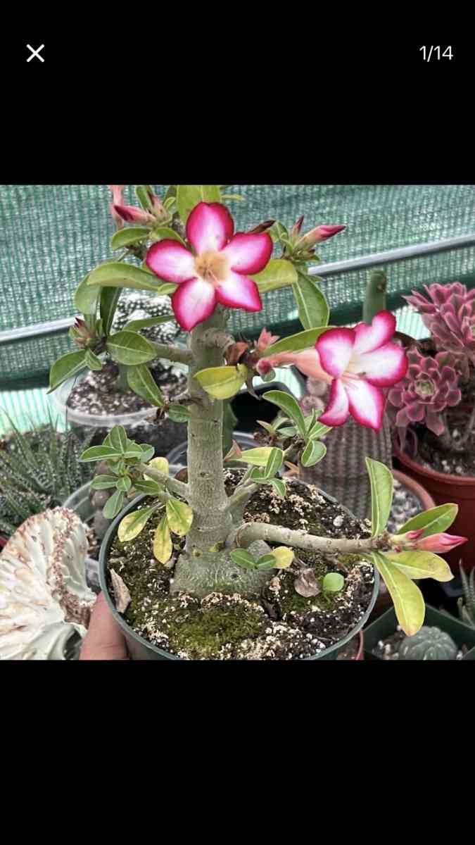 Beautiful House Plants and Succulent - Los Angeles, California - FleaMarketBay