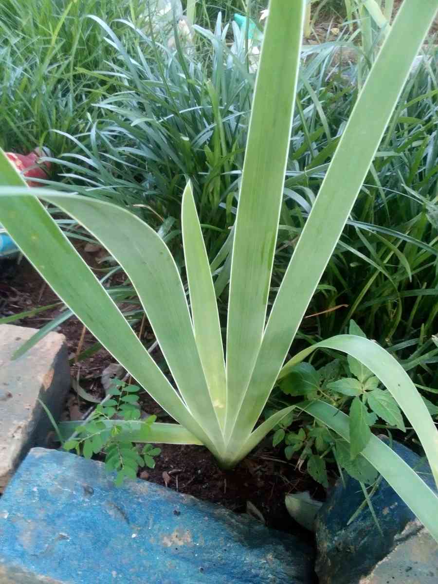 Virginia Climbing rose bushes irises and monkey grass - Greer, South Carolina - FleaMarketBay