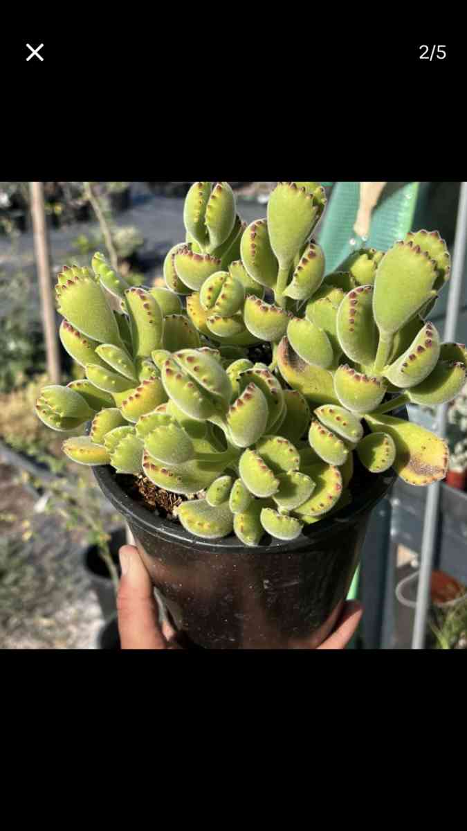 Beautiful House Plants and Succulent - Los Angeles, California - FleaMarketBay