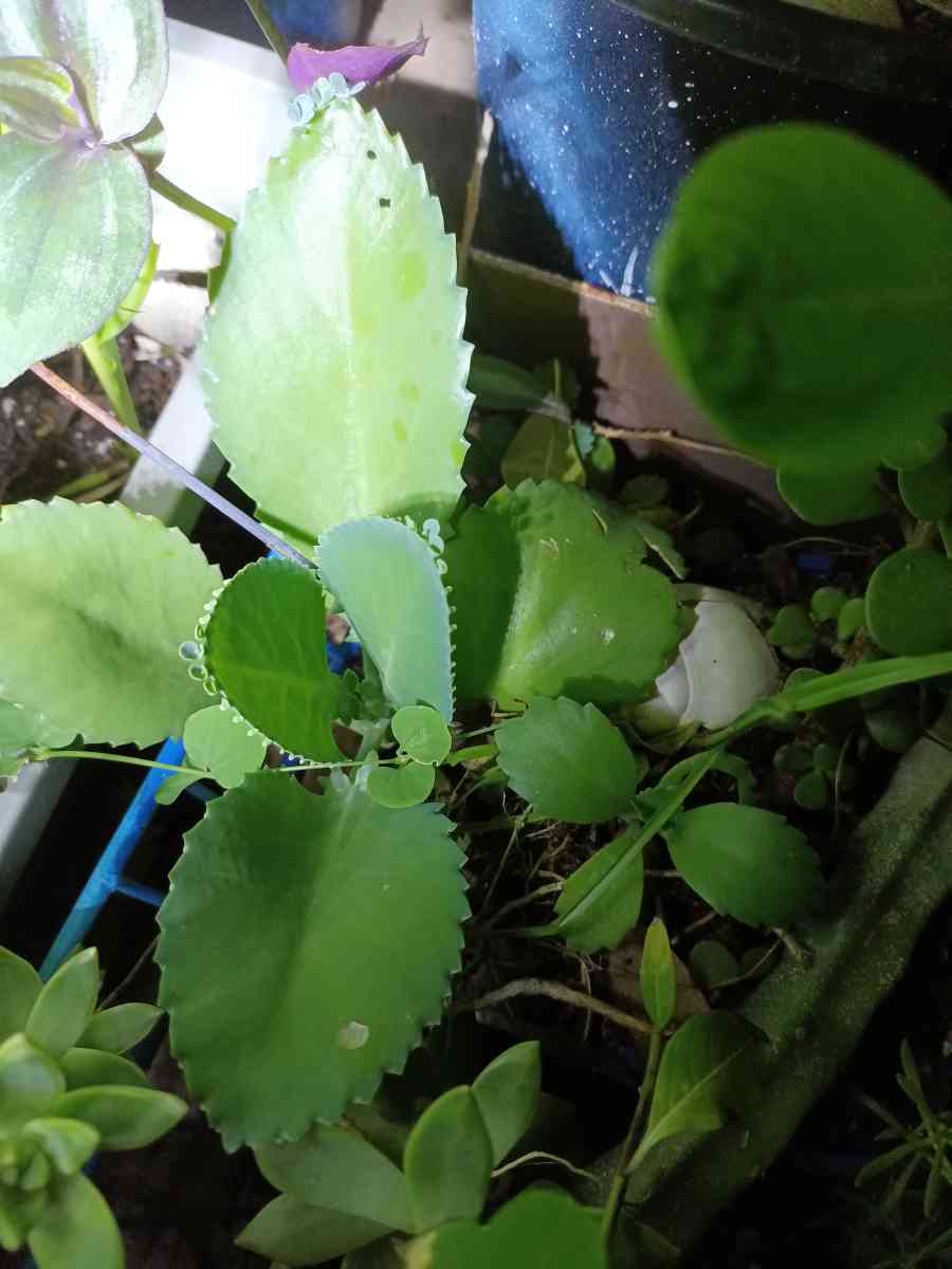 Italian oregano - Winter Haven, Florida