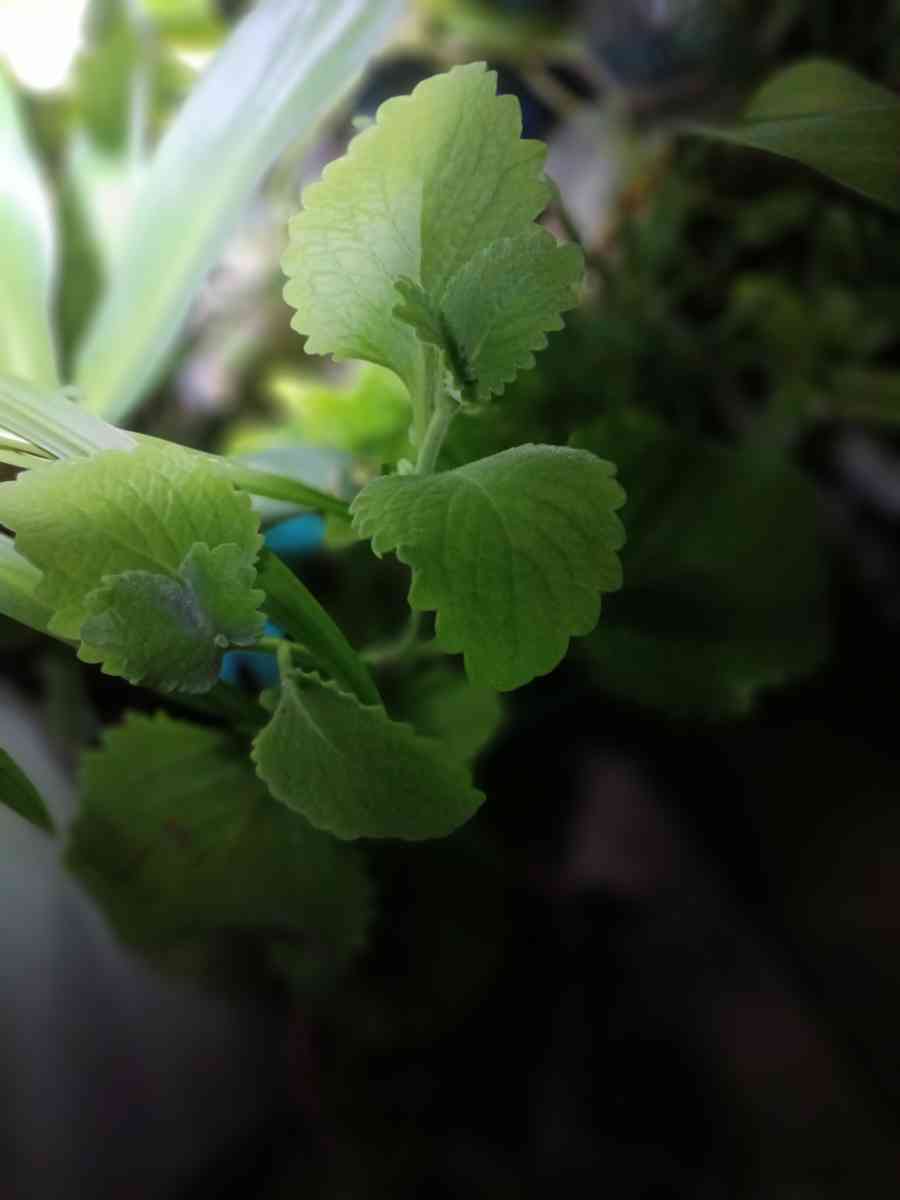 Italian oregano - Winter Haven, Florida - FleaMarketBay