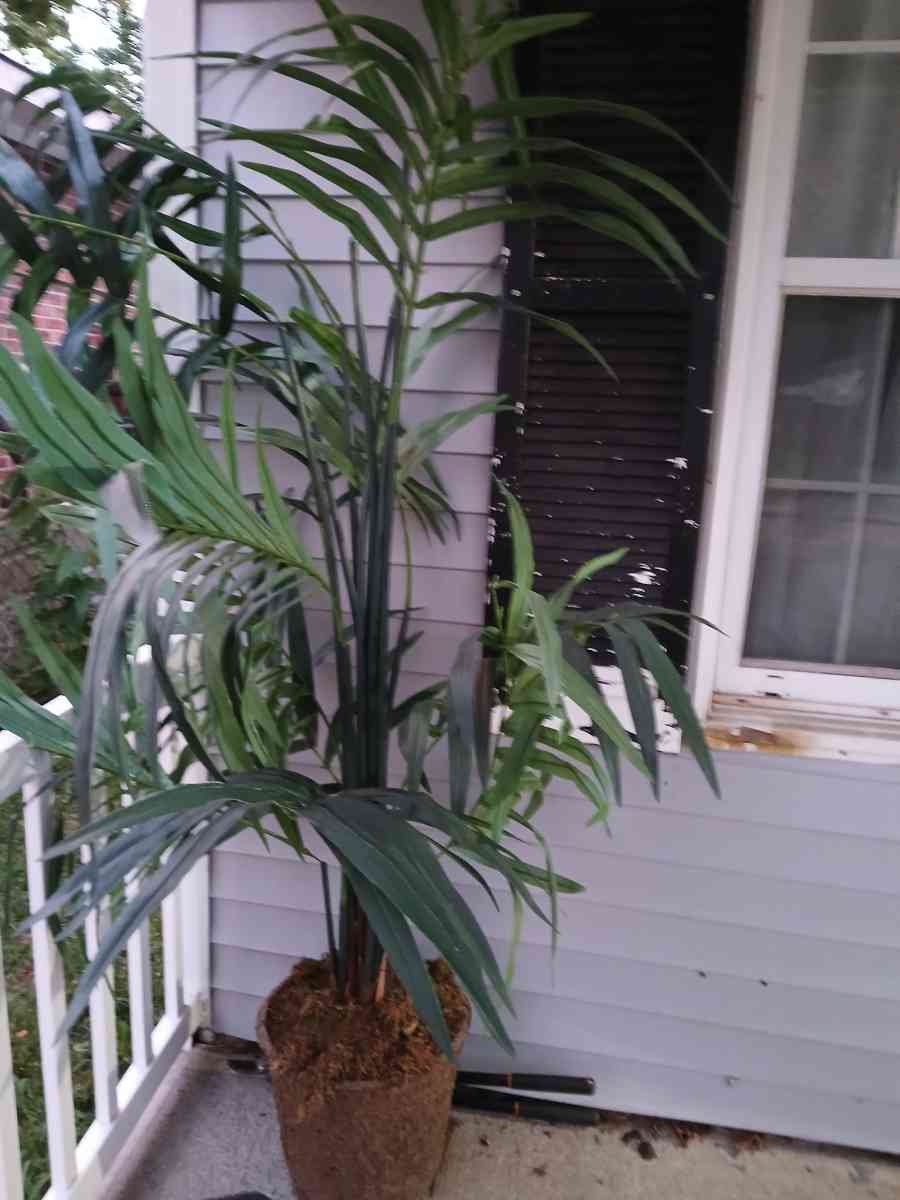 artificial tree - Hamilton, Ohio