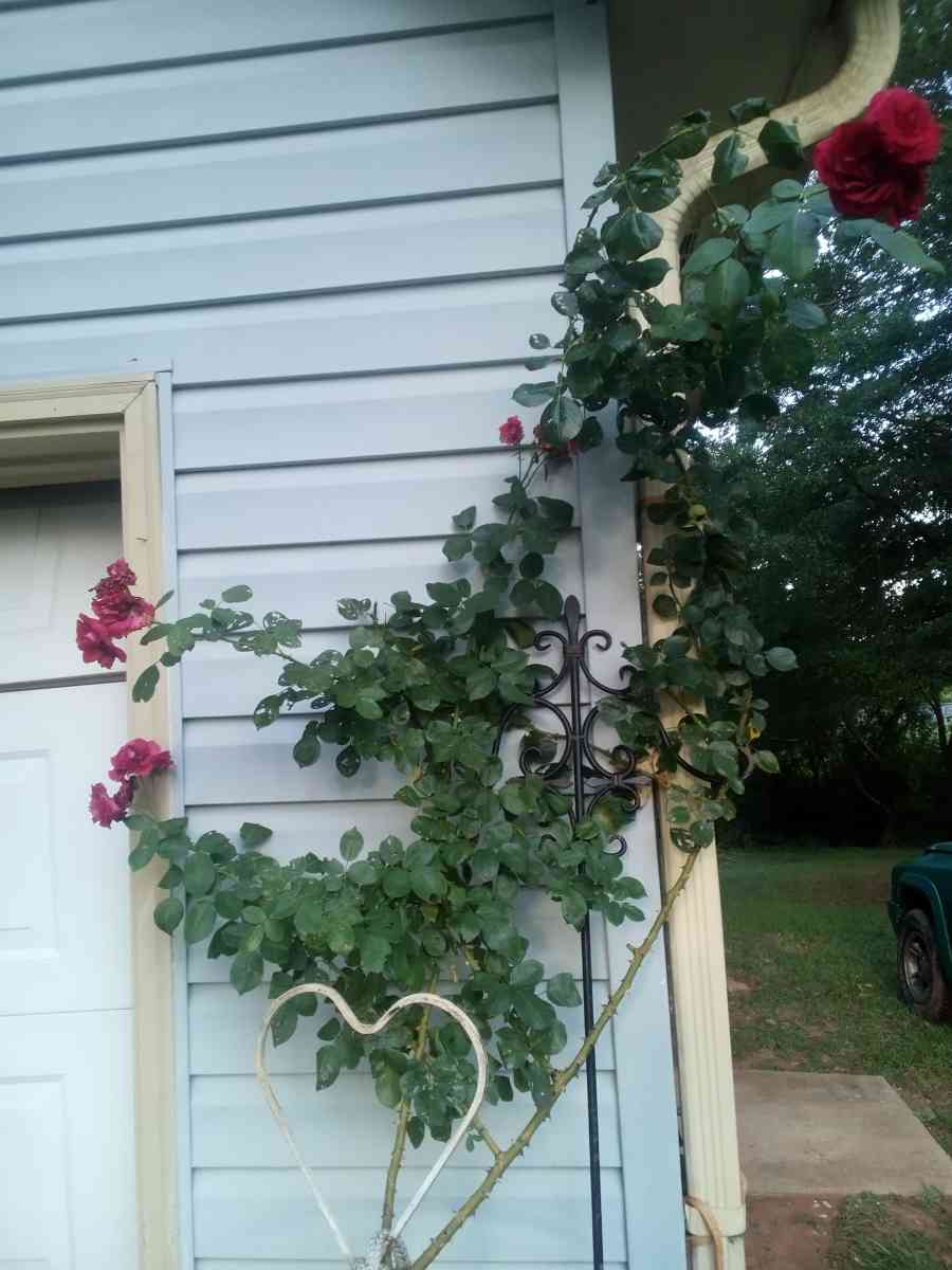 Virginia Climbing rose bushes irises and monkey grass - Greer, South Carolina - FleaMarketBay