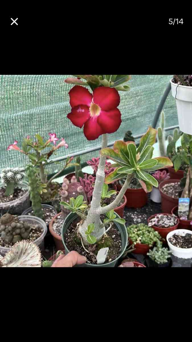 Beautiful House Plants and Succulent - Los Angeles, California - FleaMarketBay